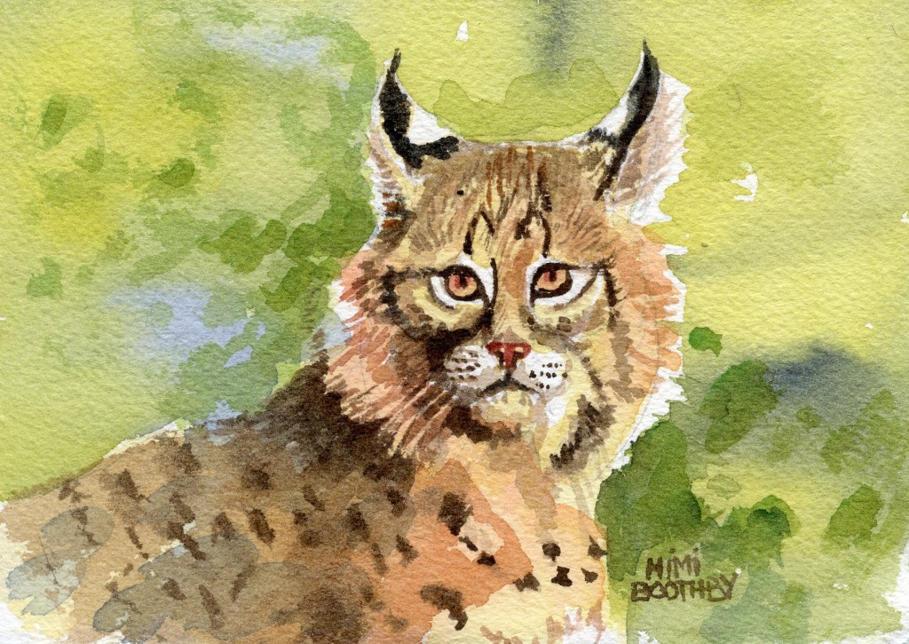 Mimi Torchia Boothby » Bobcat – our small North American Wildcat